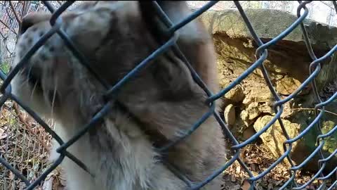 Siberian Lynx Purring