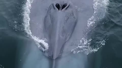 Blue Whale: The Largest Animal In The World....