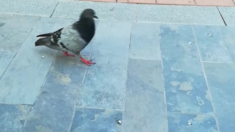 Palomas tienen hambre pobres