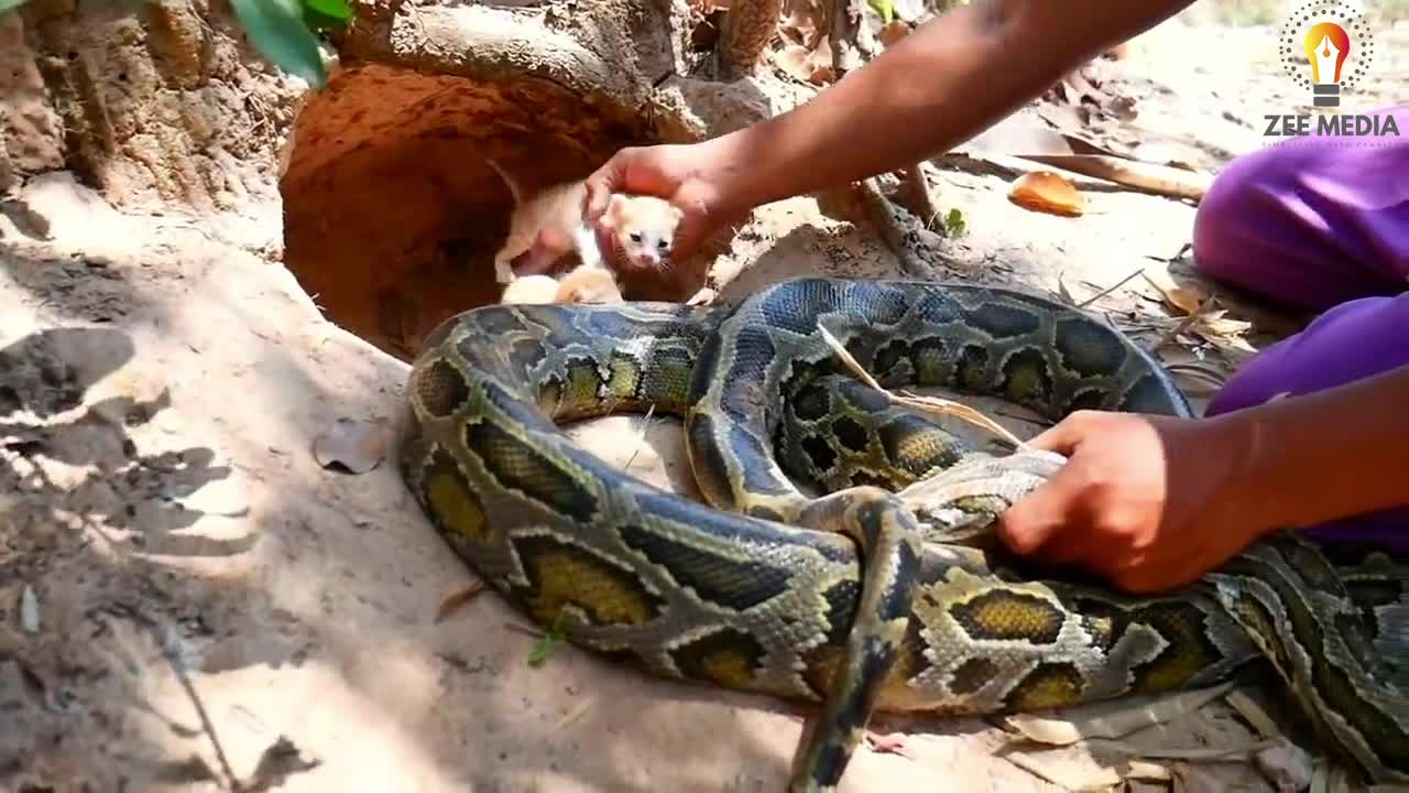 cat and python snake