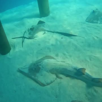 Fish In The Water #Fish_In_The_Water #animals_Nuture #fish