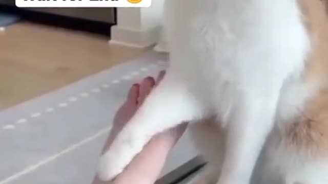 Cat bite their owner