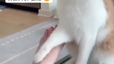 Cat bite their owner