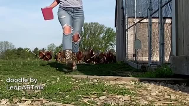 Chicken united to chase the women funn (Cute Video)