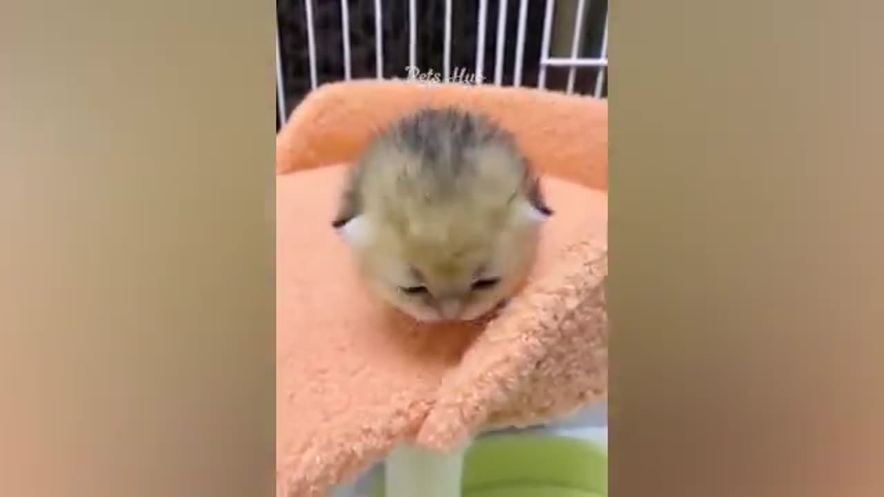 Funny Dogs cats human video Part 3