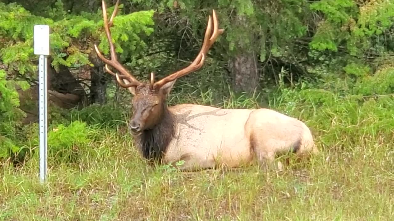 Elk On side of road #travel