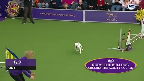 Amazing dogs