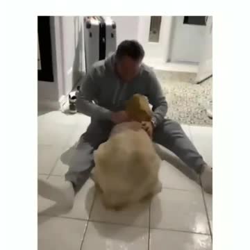 Various instances of pets being petted by residents No. 28