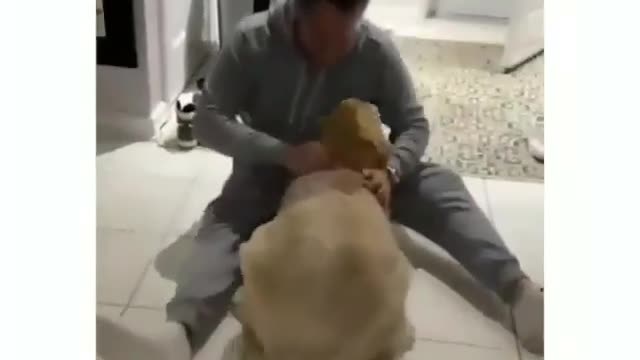 Various instances of pets being petted by residents No. 28