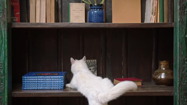 what is the cat doing?