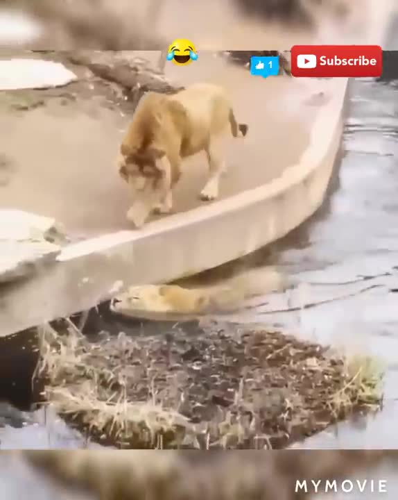 New Two Lion animal Fanny Video|| Trending video