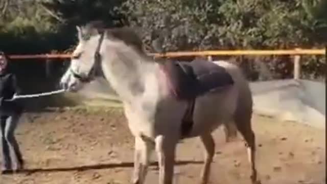 Horse get crazy and attacked on his owner 🤣🤣 funny animal video