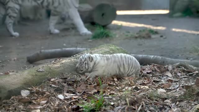 tiger newborn cubs