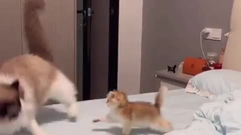Baby cat fight his mother👀😂