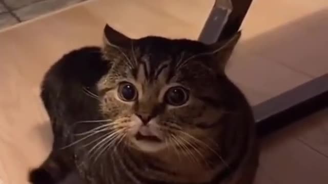 Crazy cat funny video