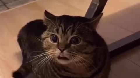 Crazy cat funny video