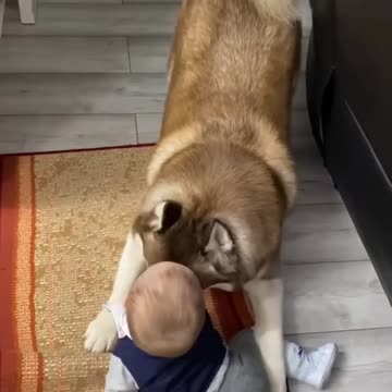 A wonderful good dog who takes care of his master's child
