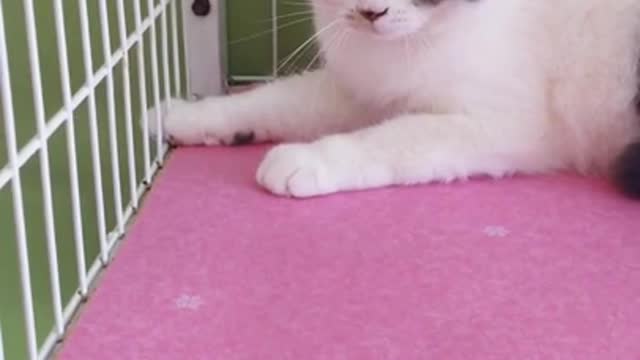 Funny Animals! Funny Cats! Funny Videos! # Shorts