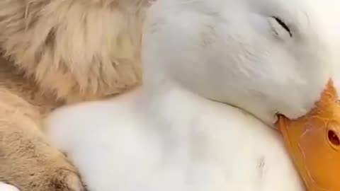 Happiest duck in the world, funny cat duck