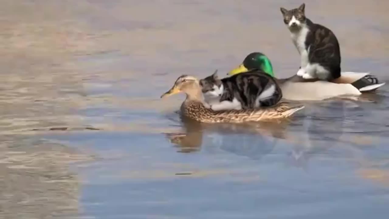 Cats Riding Ducks