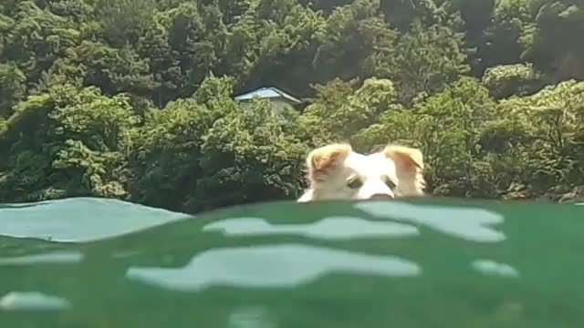Dogs like to swim