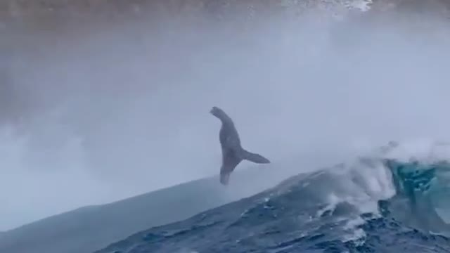 Rare Videos : Sea lions surfing Big Monster waves!