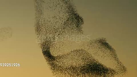 Starlings at sunset