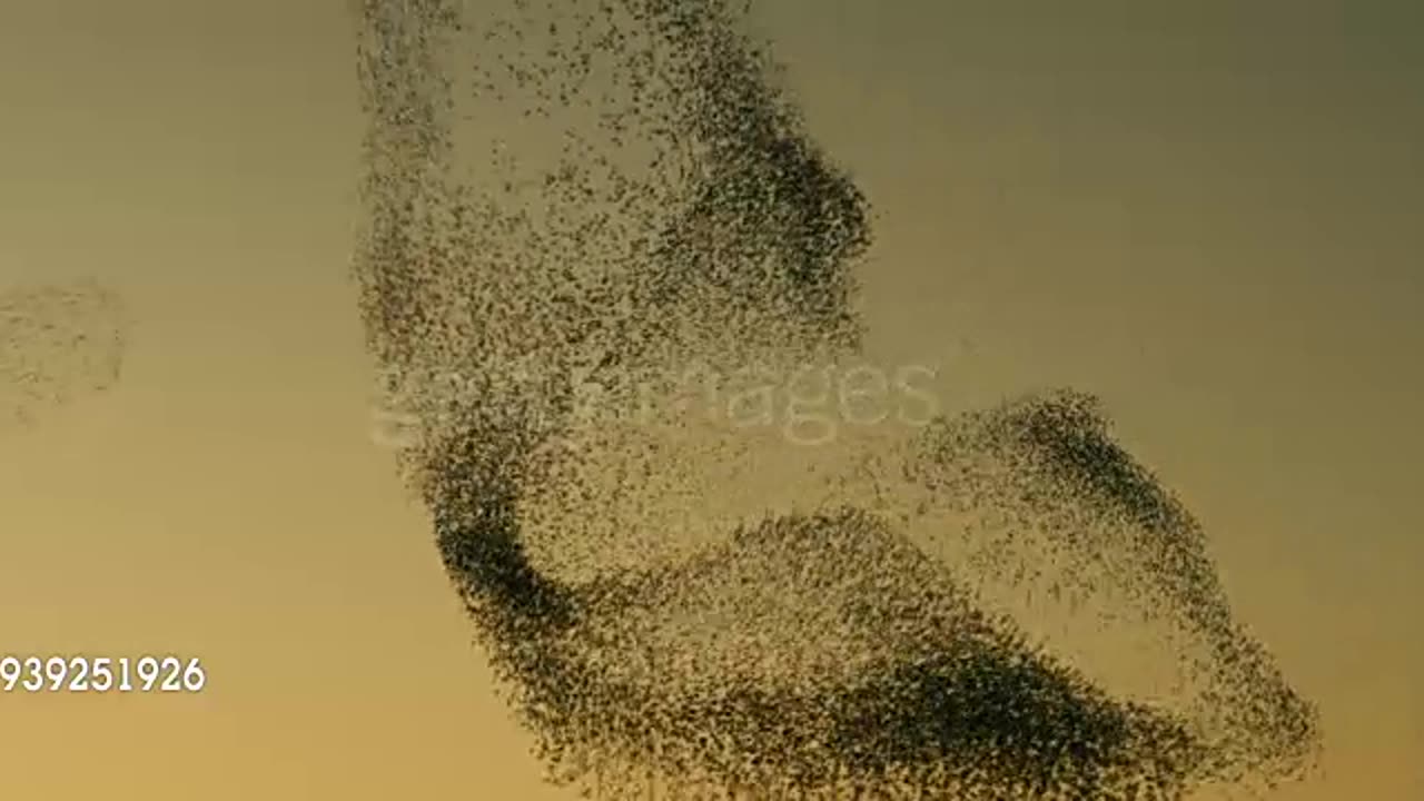 Starlings at sunset