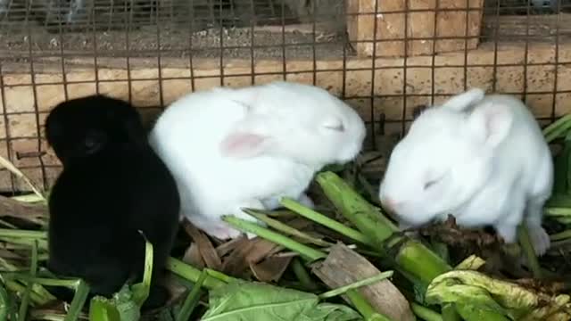 A day old guinea pigs