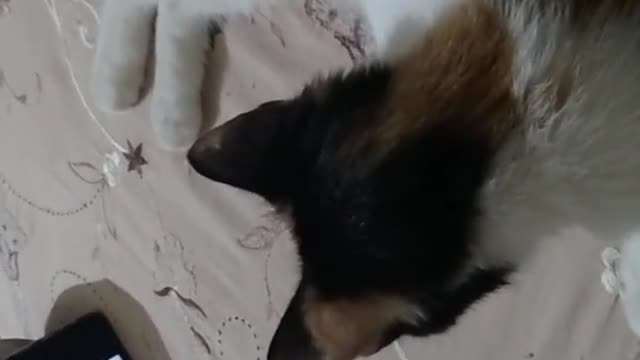 Kitten live with boy