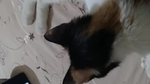 Kitten live with boy