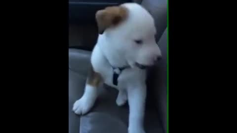 Cute puppy gets angry at his own hiccups