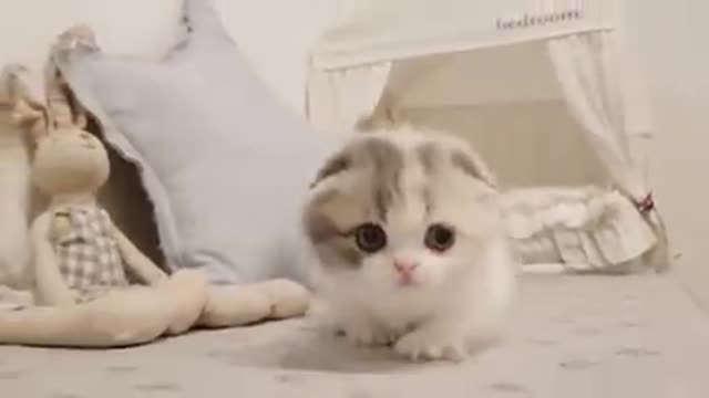 Cute kitten short video 🐈