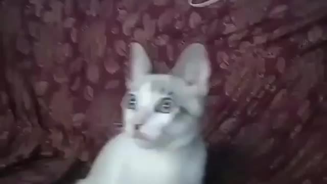 MY CAT LOVES WATCHING DOCUMENTARIES (so adorable)