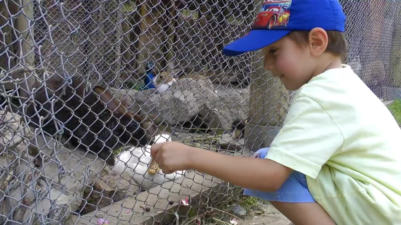 Little boy feeding rabbits in a cage