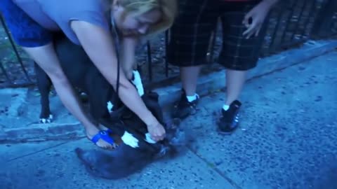 Pitbull attacks on other dog's series