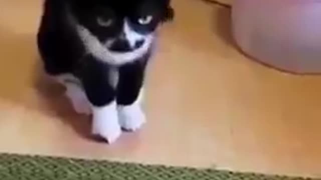 Funny pet videos,, funny cats,cat training videos