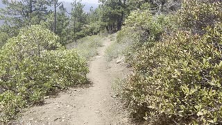 Descending the Mountainside Alpine Zone – The Black Butte Trail – Central Oregon – 4K