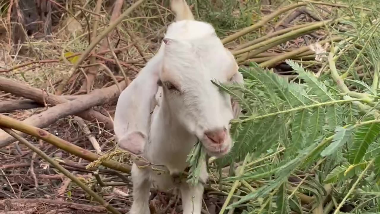 love and beautiful goat, so cute8