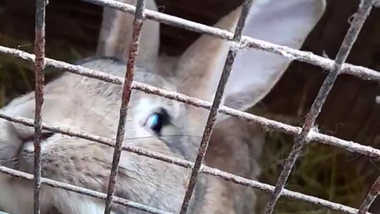 Momma Bunny doesn't want the Carrot