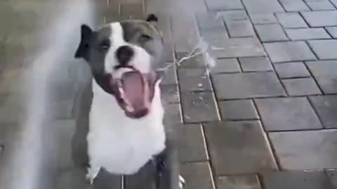 Funny Dog Video 😆