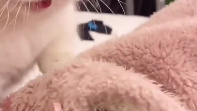 Cute Cats and Funny Animals Compilation 😹 Try Not To Laugh Challenge Cute Cat