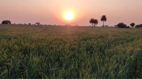 If we cultivate the land to grow enough crops, humanity will not go hungry.