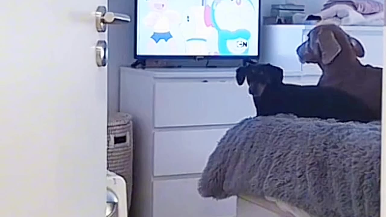 Smart Dog Saying Don't Switch Off Screen