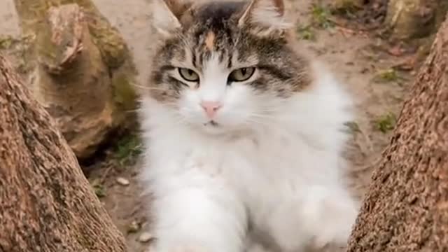 Cute cat