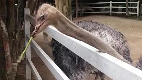 Feeding the ostrich