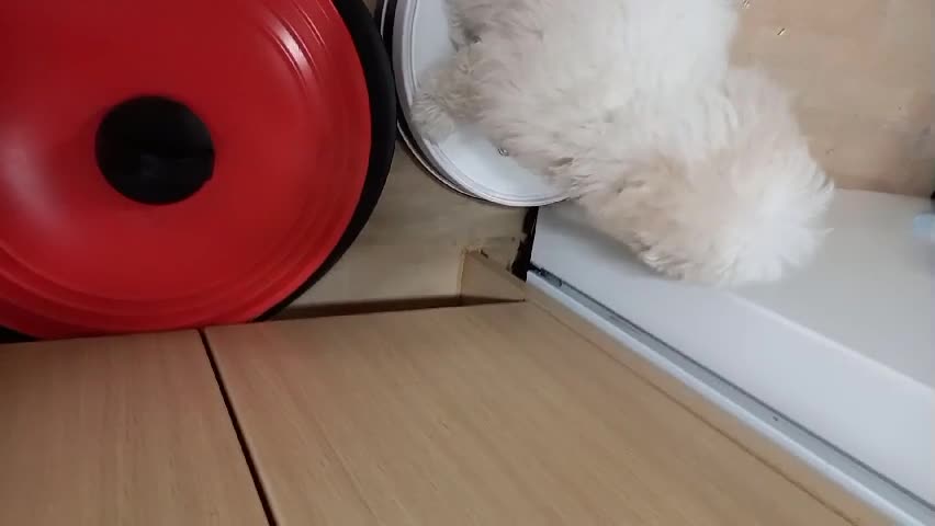 a puppy on a vacuum cleaner
