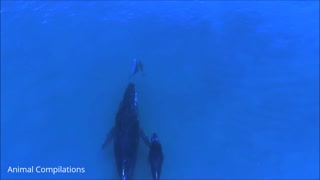 Wild Dolphins Swimming in HD Compilation