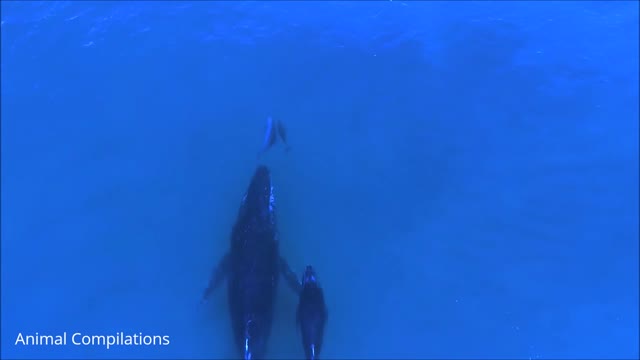 Wild Dolphins Swimming in HD Compilation