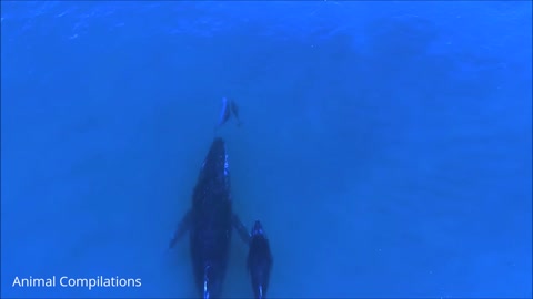 Wild Dolphins Swimming in HD Compilation